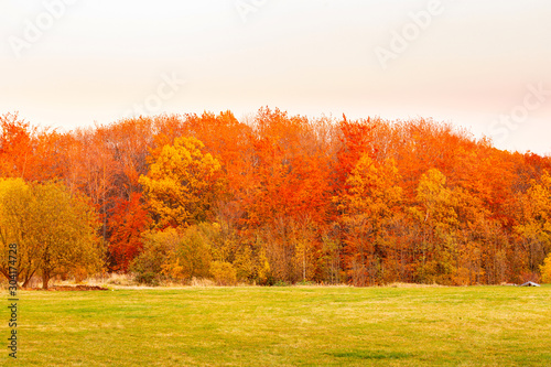 Row of colorful trees in the forest in autumn season just before sunset