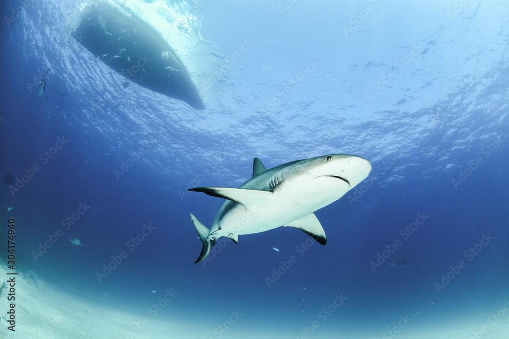 Obraz premium Caribbean Reef Shark in Tiger Beach, Bahamas