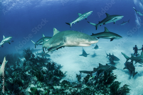 Lemon Shark in Tiger Beach  Bahamas