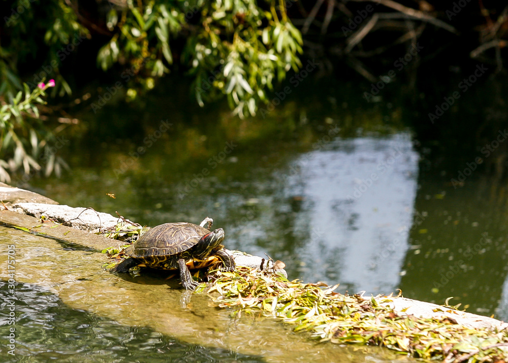 Galapago in the sun on the wall of a dam. Galapago in the sun on the wall of a dam.