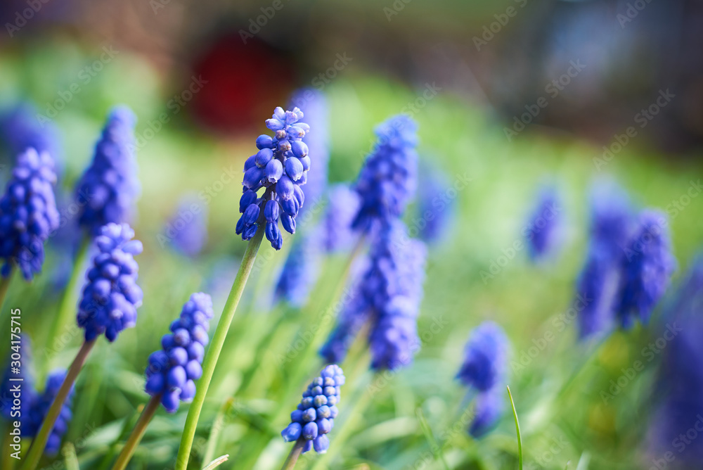 Grape Hyacinth Flower ( Muscari armeniacum ) Grape Hyacinth Flower ( Muscari armeniacum )