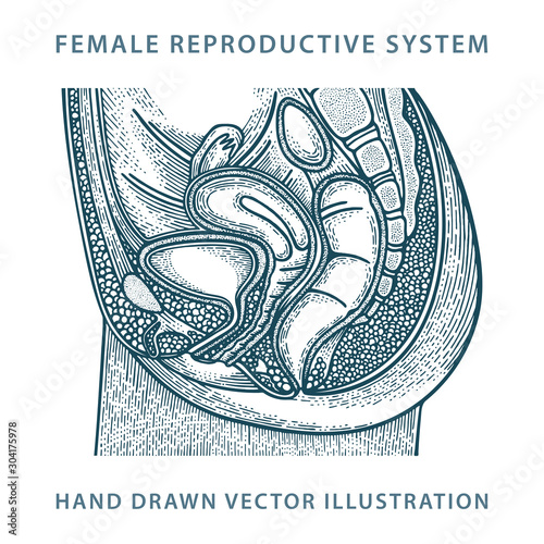 Woman anatomy. Female reproductive system hand drawn vector illustration. Female medical sketch drawing. Part of set. 
