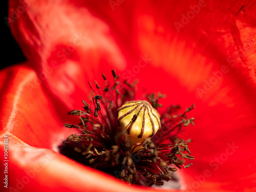 Gerbera photo