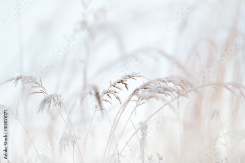 Frost covered grasses in winter landscape  selective focus and shallow depth of field
