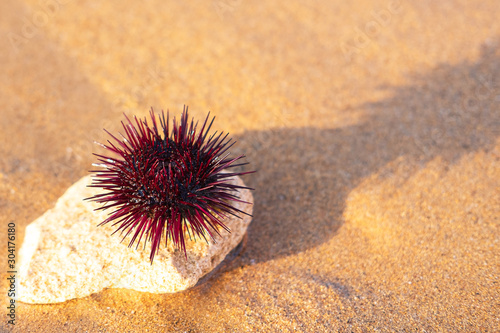 sea urchin on wet sea sand on the seashore selective focus