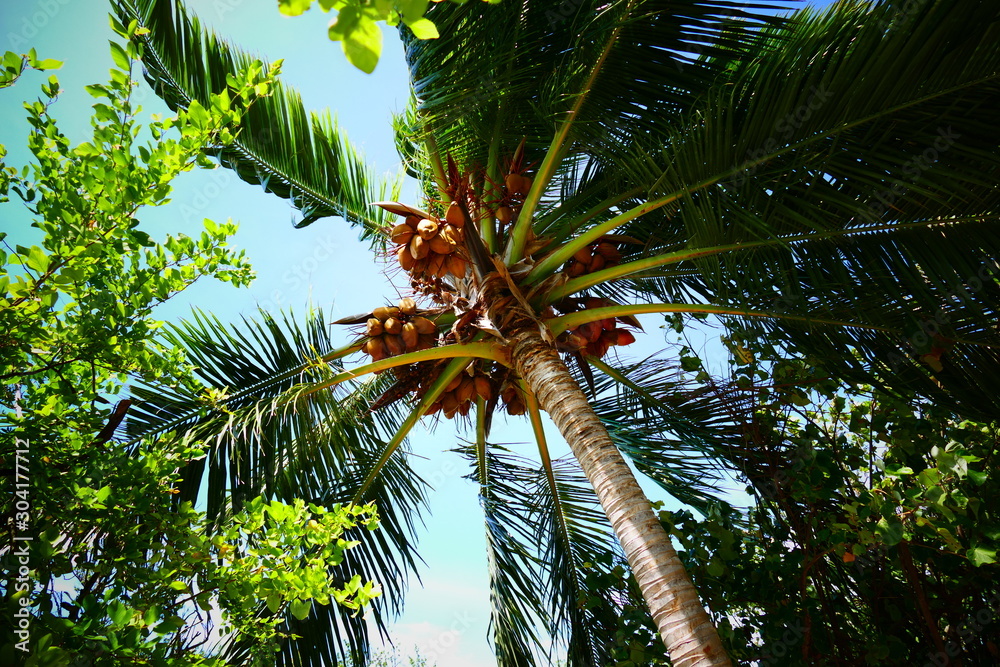 Obraz premium Kokosnüsse