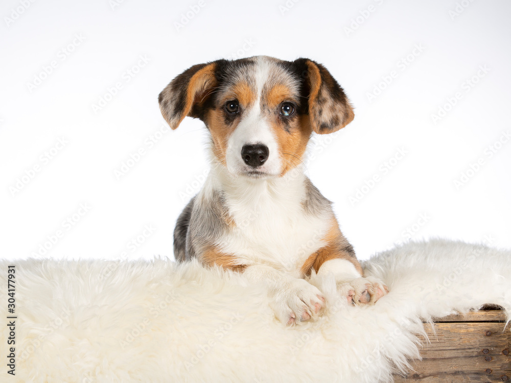 Cute little corgi puppy in a studio. Image taken with white background. 