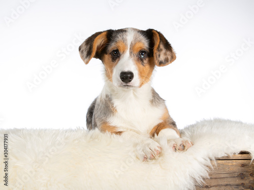 Cute little corgi puppy in a studio. Image taken with white background. 