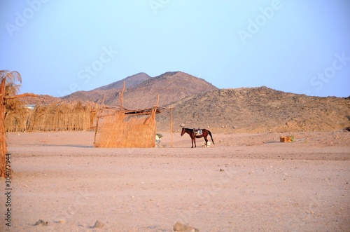 Village b  douin dans le d  sert   Hurghada -  gypte 