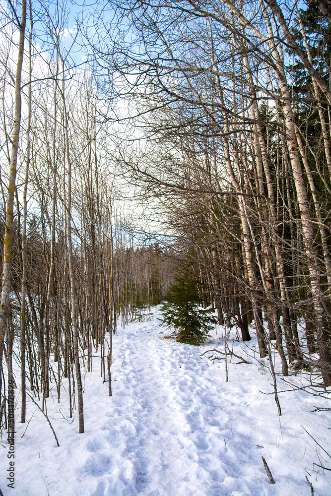 Walking path in the winter forest, Kirkkonummi, Finland Walking path in the winter forest, Kirkkonummi, Finland