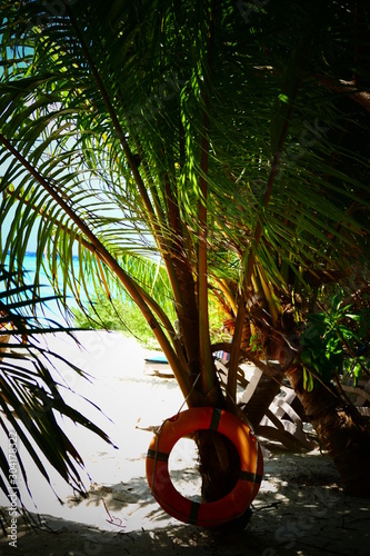 Palme