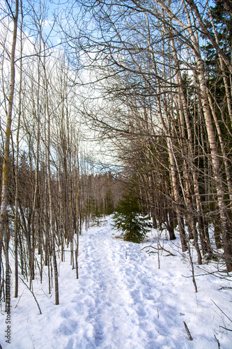 Walking path in the winter forest, Kirkkonummi, Finland