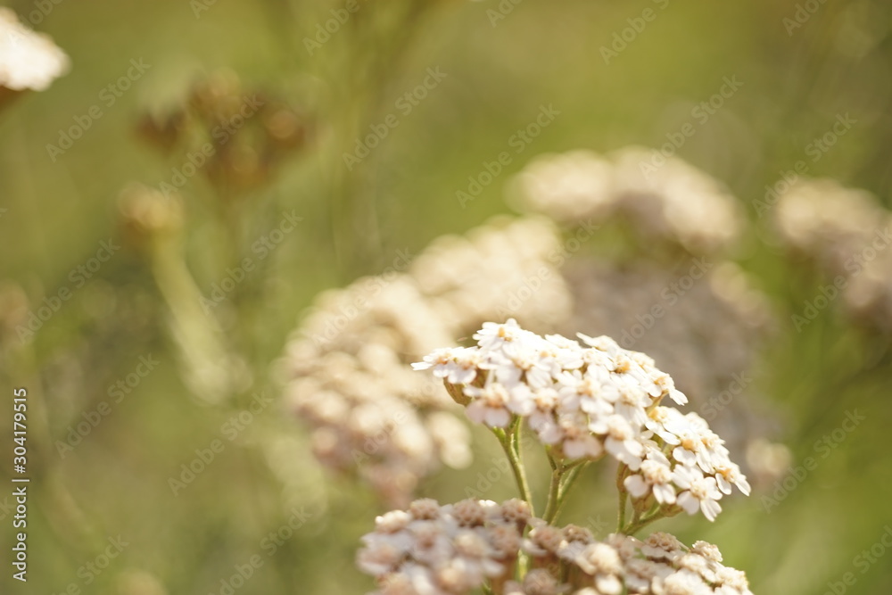 Yarrow with white flowers grow in the sunny garden closeup. Yarrow with white flowers grow in the sunny garden closeup.