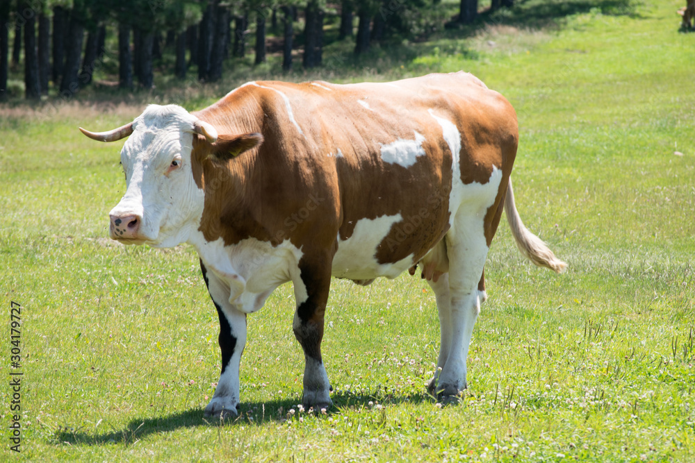 brown cow with white head in the field 