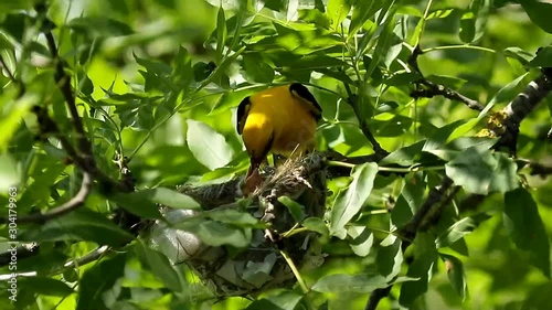 bird on a tree