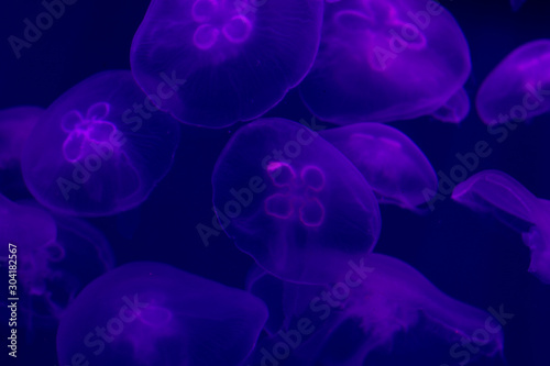 Large number of transparent jellyfish on a blue or purple background in the ocean. Transparent jellyfish in the dark blue backlight. Background copy space for text © Postmodern Studio