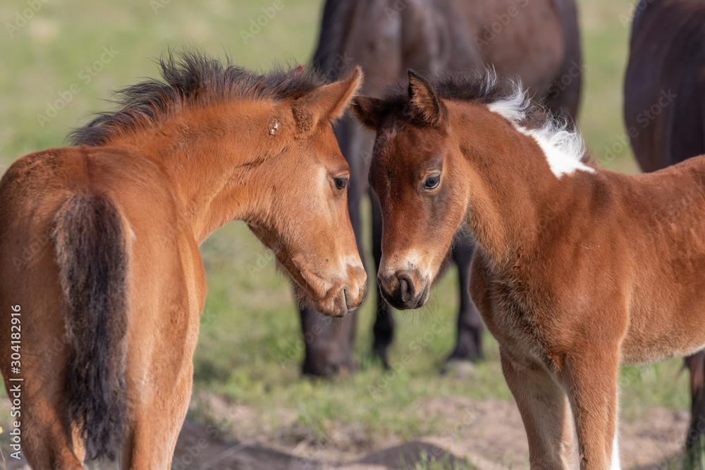 Pair of Cute Wild Horse Foals in the Utah Desert Pair of Cute Wild Horse Foals in the Utah Desert