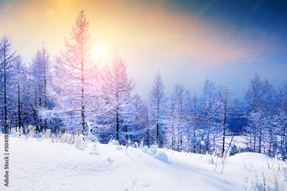Snow-covered trees in winter forest at sunset. Beautiful winter landscape.