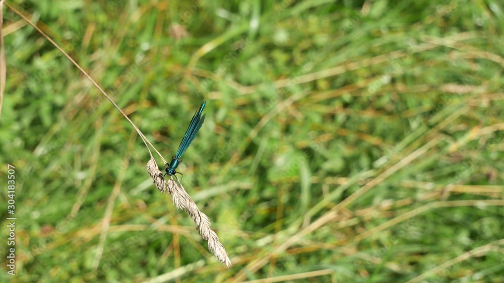 A river dragonfly sits on a spikelet. A river dragonfly sits on a spikelet.