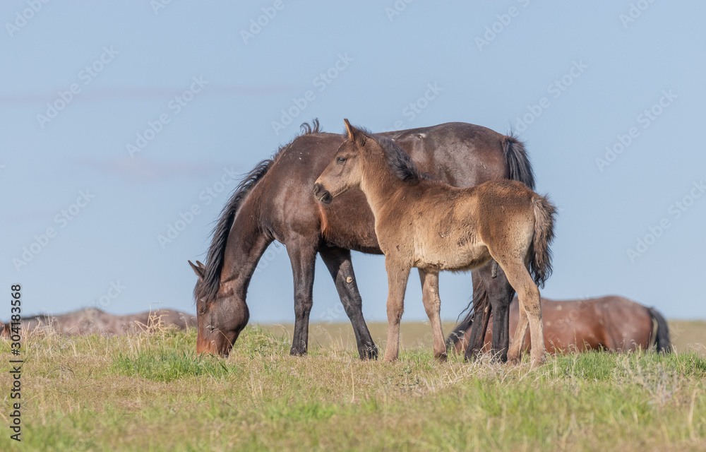 Pair of Cute Wild Horse Foals in the Utah Desert Pair of Cute Wild Horse Foals in the Utah Desert