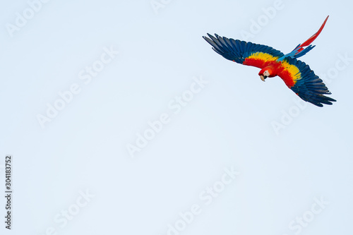 Isolated flying tropical parrot with copy space. Scarlet macaw on the sky