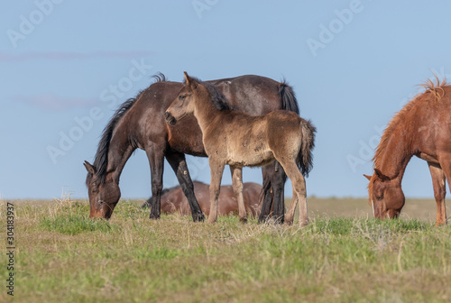 Pair of Cute Wild Horse Foals in the Utah Desert © natureguy