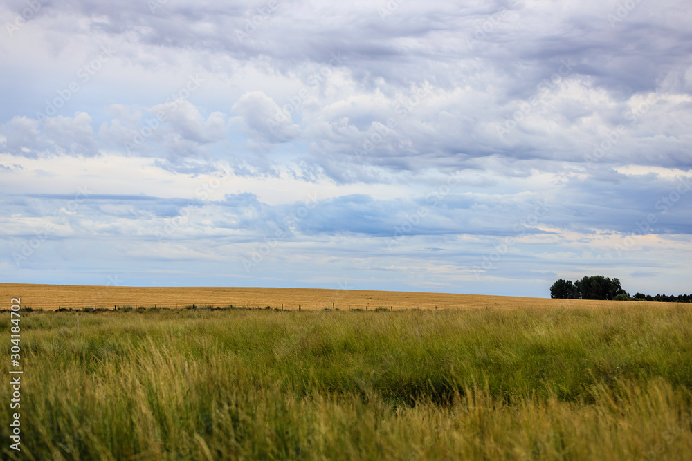 Fototapeta premium Grasslands