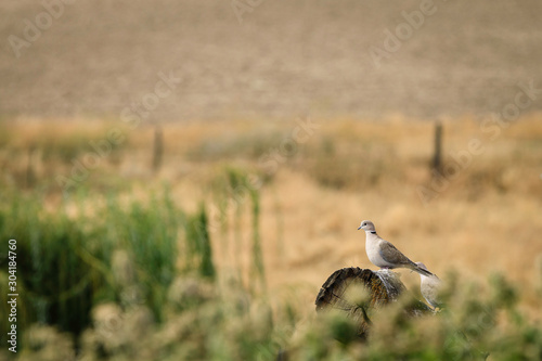 Dove on a Log
