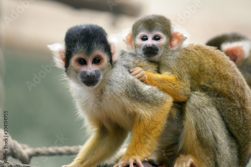Squirrel monkeys © katechris