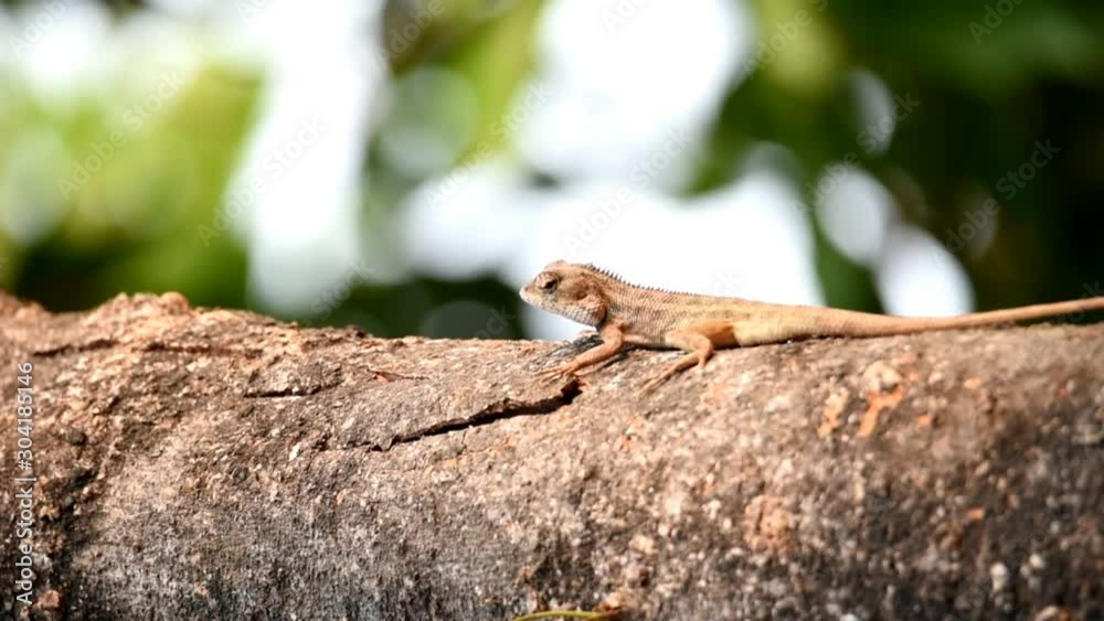 Four-legged chameleon on tree trunks Four-legged chameleon on tree trunks