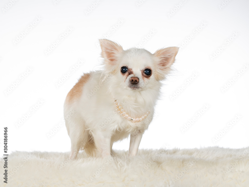 17 years old chihuahua dog with pearl necklace. Image taken in a studio with white background.