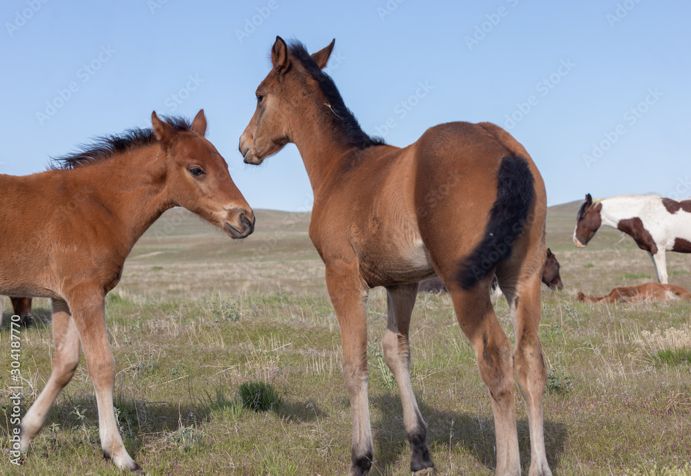 Pair of Cute Wild Horse Foals in the Utah Desert Pair of Cute Wild Horse Foals in the Utah Desert