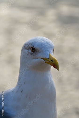 the head of a seagull © sebi_2569