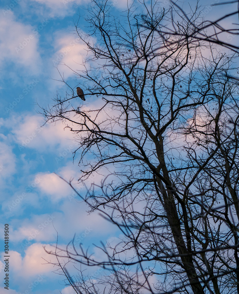 Tree silhouette with hawk 