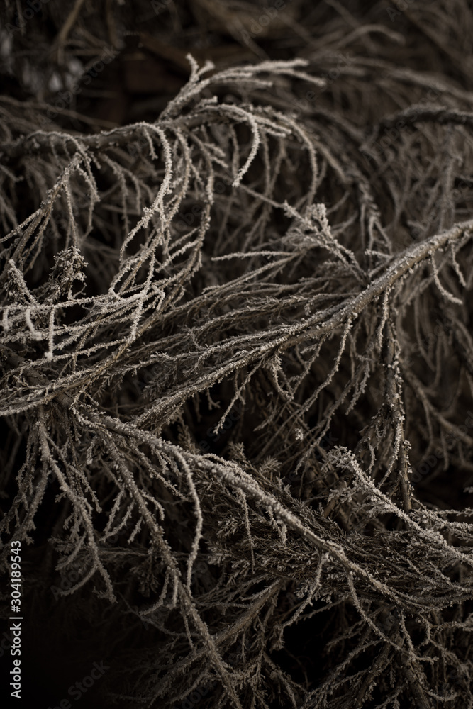 texture - branches and roots in dark mood shades.