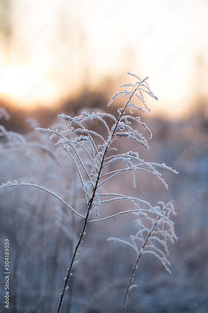 Wildflowers covered with snow, frost and ice. Winter landscape in the setting sun
