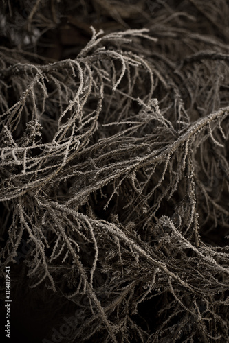 Obraz na płótnie texture - branches and roots in dark mood shades. w salonie