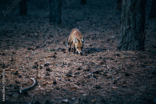 fox in woods among trees, photo with noise