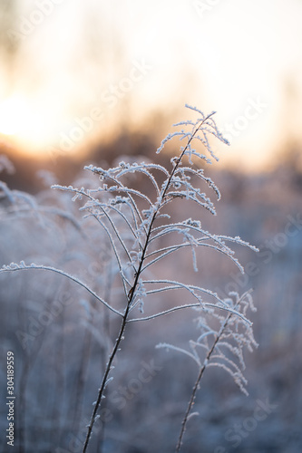 Obraz na płótnie Wildflowers covered with snow, frost and ice. Winter landscape in the setting sun w salonie