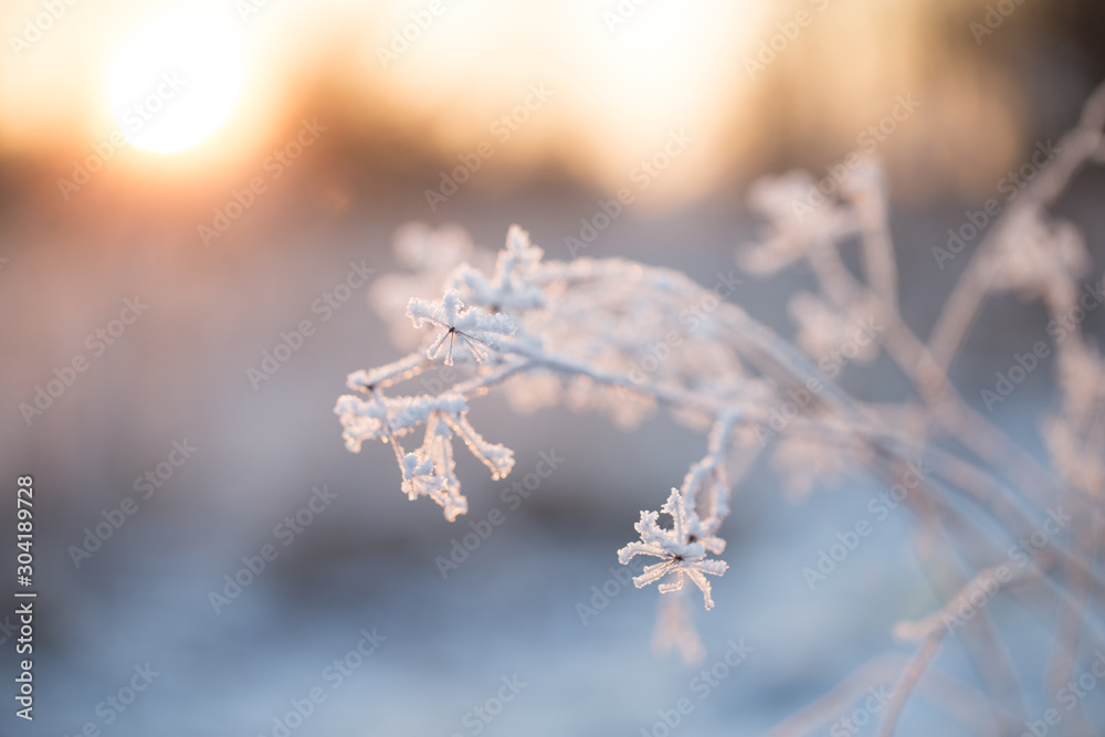 Wildflowers covered with snow, frost and ice. Winter landscape in the setting sun