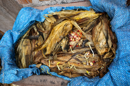 Germinated corn kernels for traditional chicha. Maras, Peru. photo