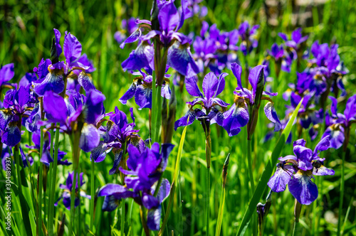 A group of blue irises growing in a city Park