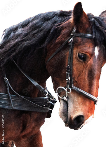 Horse with shaving on white backgroud