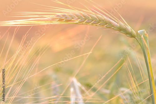 field of wheat il sunlight closeup 