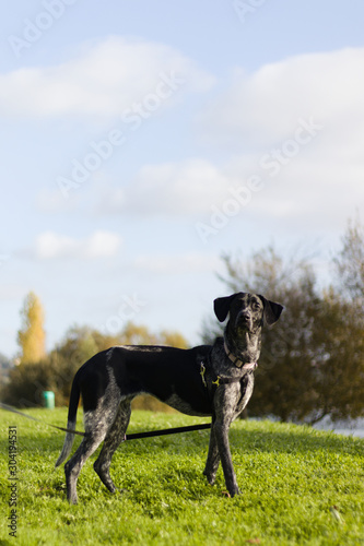 Dog in the garden