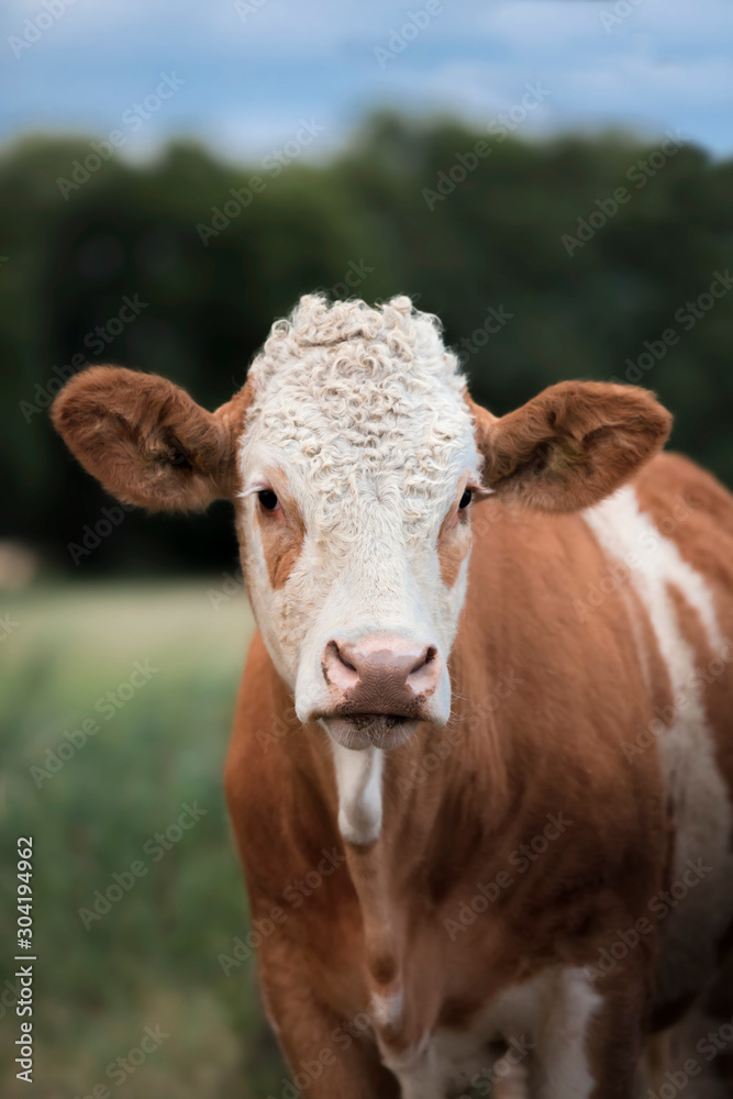 A beautiful brown and white cow is standing on a green pasture and looking at the camera. Agriculture concept. A beautiful brown and white cow is standing on a green pasture and looking at the camera. Agriculture concept.