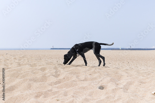 dog on the beach