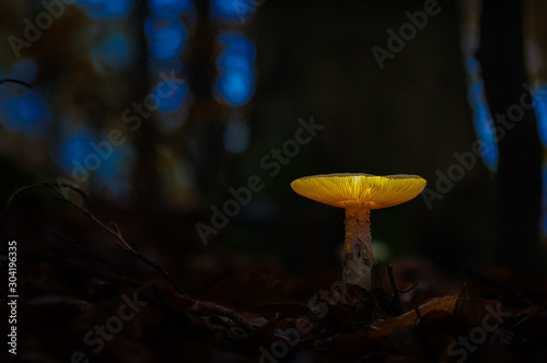 Glowing mushroom at dusk