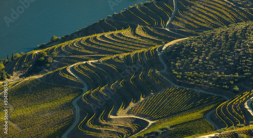 Alto Douro vinhateiro vineyards scenic landscape during harvesting season (vindima) - UNESCO World Heritage  photo