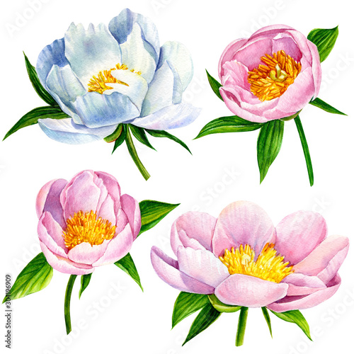 set of peonies flowers, on isolated white background, watercolor illustration, botanical painting
